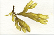 Rockweed