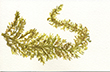 Sargassum muticum